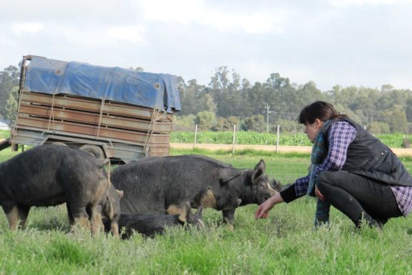 Hobby farmers with just a few pigs are seen as the chink in Australia's biosecurity armour. <i>Photo: AAP</i>