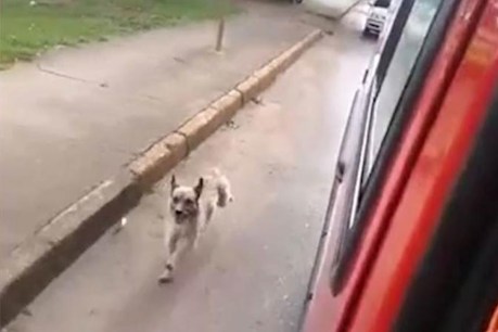 Loyal dog follows owner in ambulance to hospital