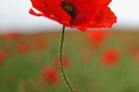 Love thy enemy: Christmas truce letter unveiled