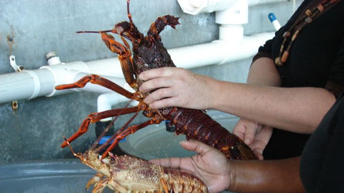 China To Lift Tariffs On Australian Rock Lobster