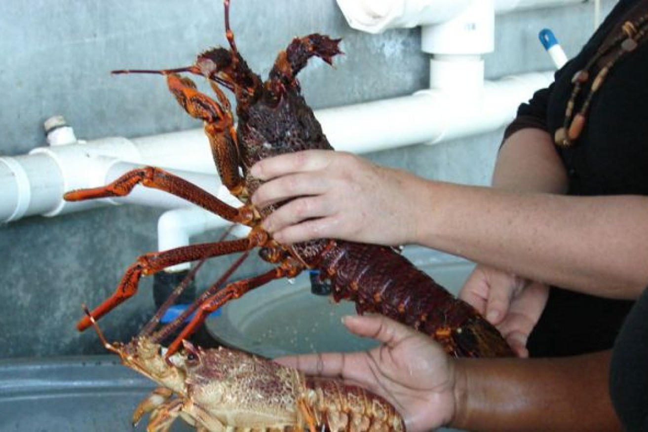 Baby and adult crayfish alike show adverse reactions to sonic testing, researchers have found.