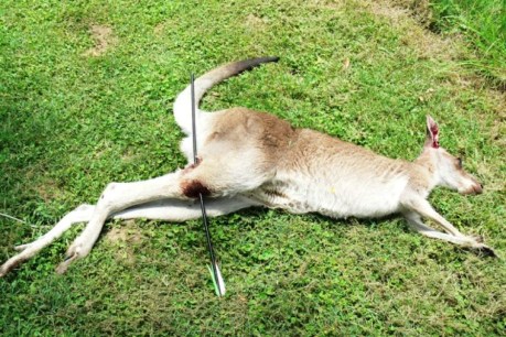 Kangaroos shot by arrows