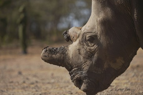 The end is nigh for northern white rhinos