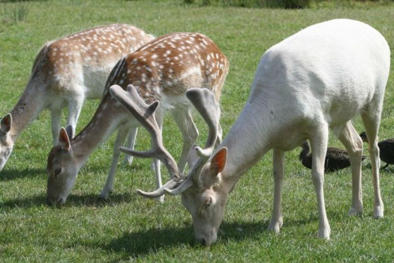 Hunters alone can't control the booming growth of the feral deer population. Photo: AAP