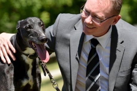 Live bait allegations hit greyhound racing