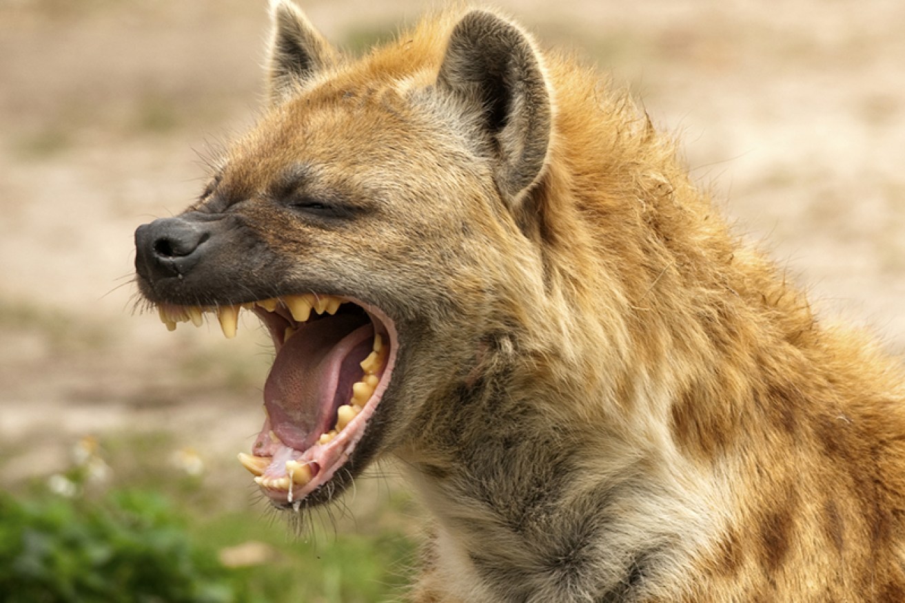 This hyena really should be wearing a mask.