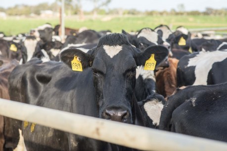 Cattle export to Thailand boosts industry hopes