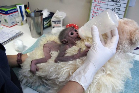 Baby gibbon hand-raised at Perth Zoo back home