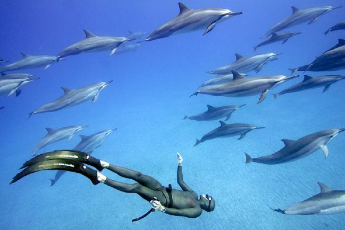 Free diving is a form of diving where participants hold their breath rather than using breath apparatus.
