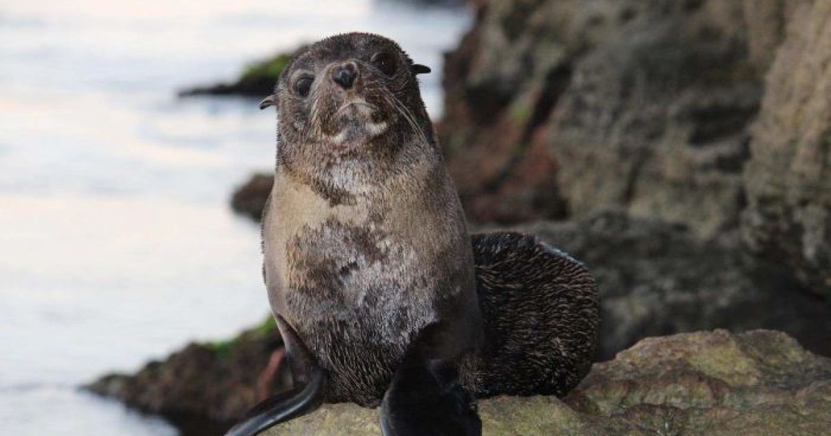 Second fur seal suspected to have bird flu