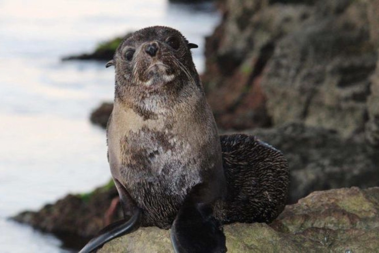 A fur seal has tested positive for H5 bird flu and another is suspected to have the virus.