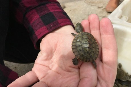 Freshwater turtles released in South Australia