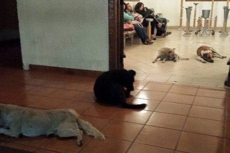 Stray dogs flock to funeral of woman who fed them