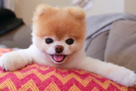 Paid pets: the internet&#8217;s highest-earning animals