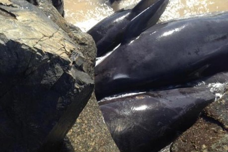 Rescue ends with 12 stranded whales dead in WA