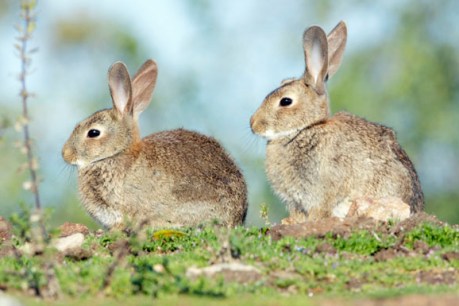 Science finds new weapon for bunny battle