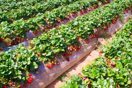 Banned pesticide used on Aussie strawberries