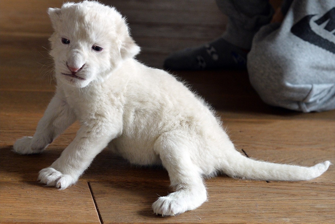 An white lion cub that was abandoned. Photo: Getty Images.