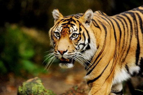 Indonesian park ranger ‘caught trying to sell tiger skin’