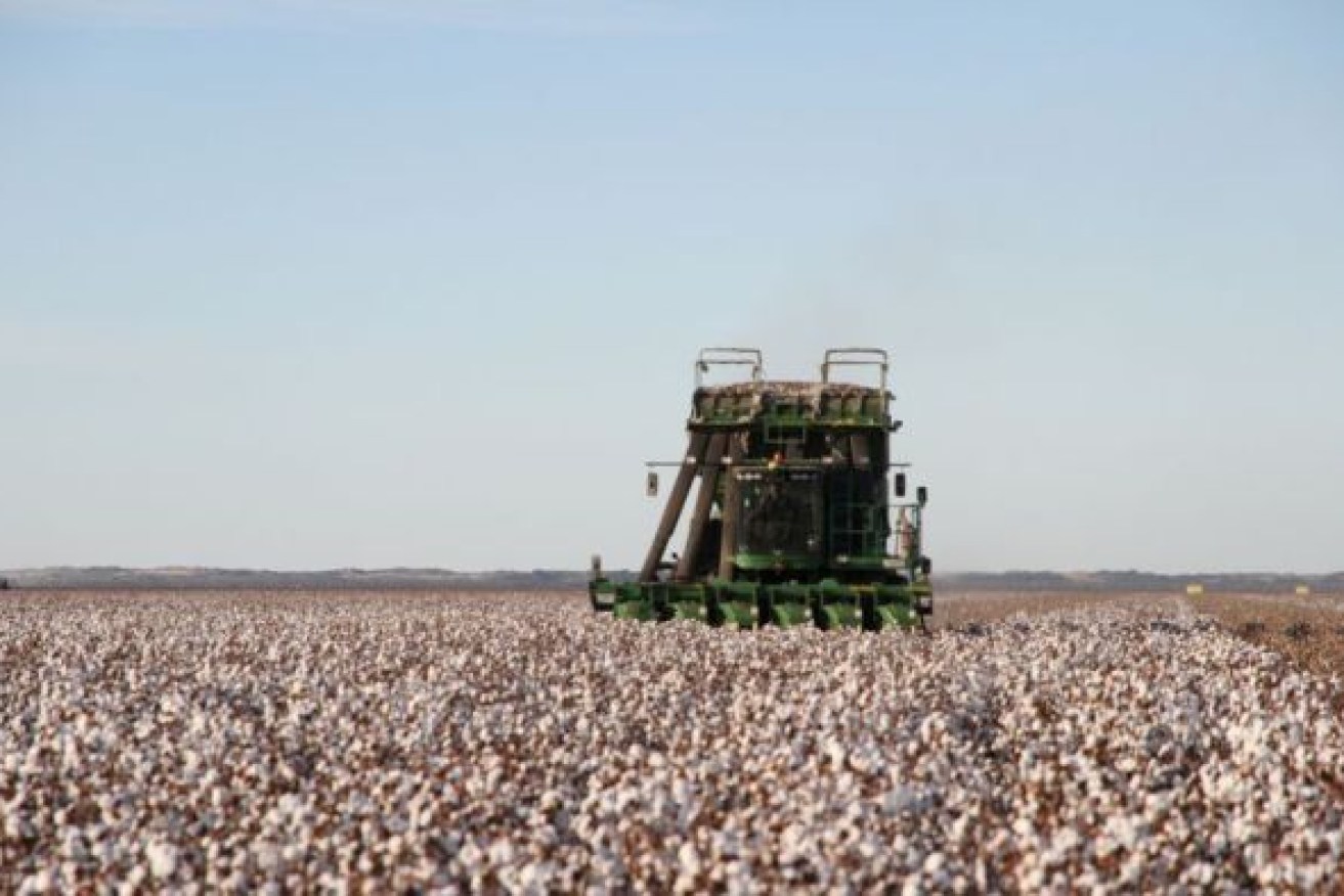 Australian exports of cotton to China were worth more than $1.1 billion last year.
