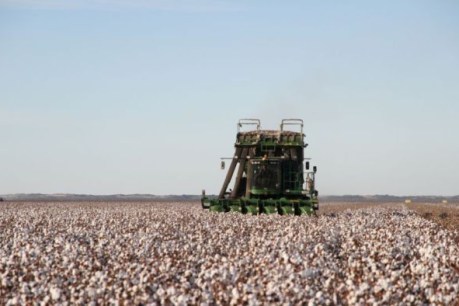Australian cotton the latest casualty in China trade tensions