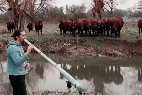 Didgeridoo sends English cows into &#8216;trance&#8217;