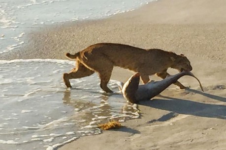 Hungry giant cat pulls shark out of the ocean