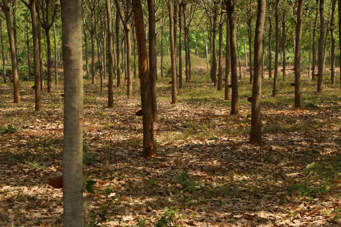 Planting and protecting forests is a major part of 'carbon abatement'.Shutterstock