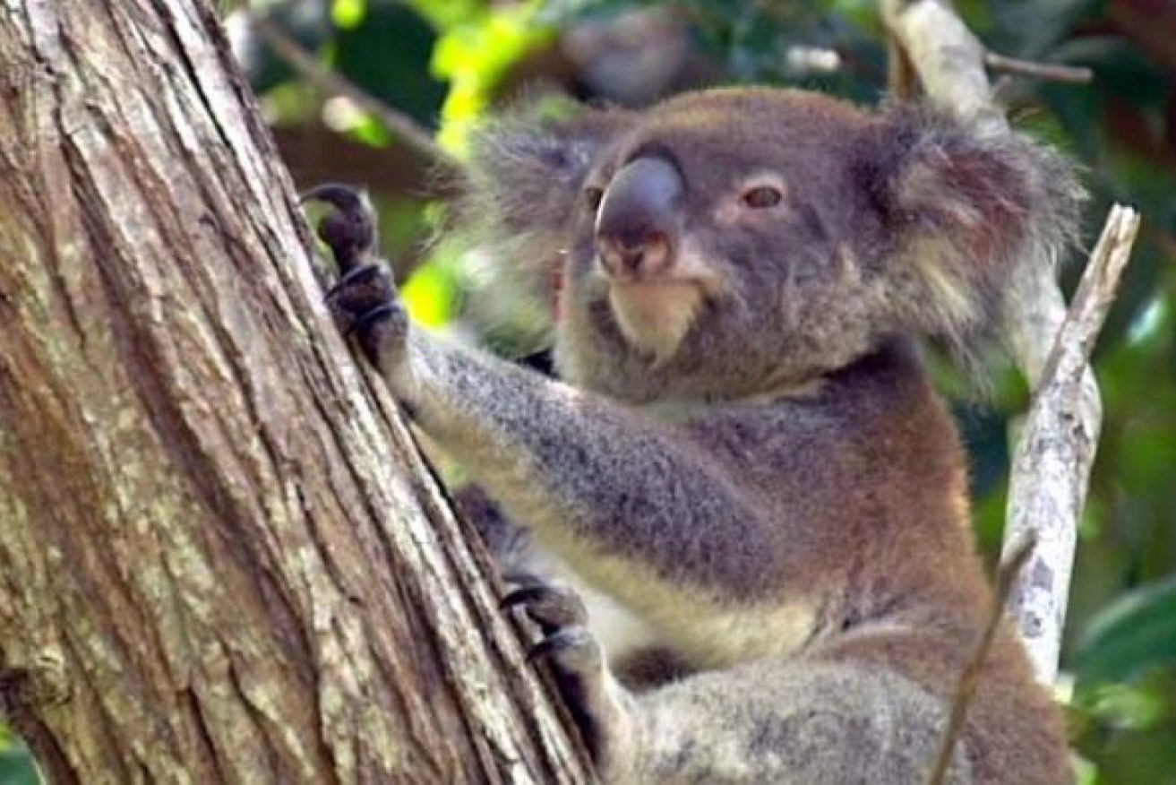 Conservationists meet in Bellingen to discuss koala protection (File photograph)