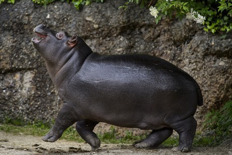 Melbourne Zoo celebrates birth of pygmy hippo