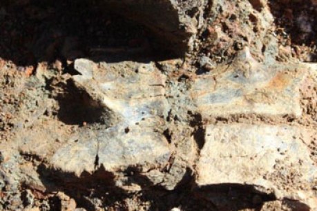 50-million-year-old turtle fossils found in Qld