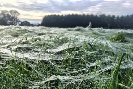 Spectacular sea of cobwebs cover Victorian farm