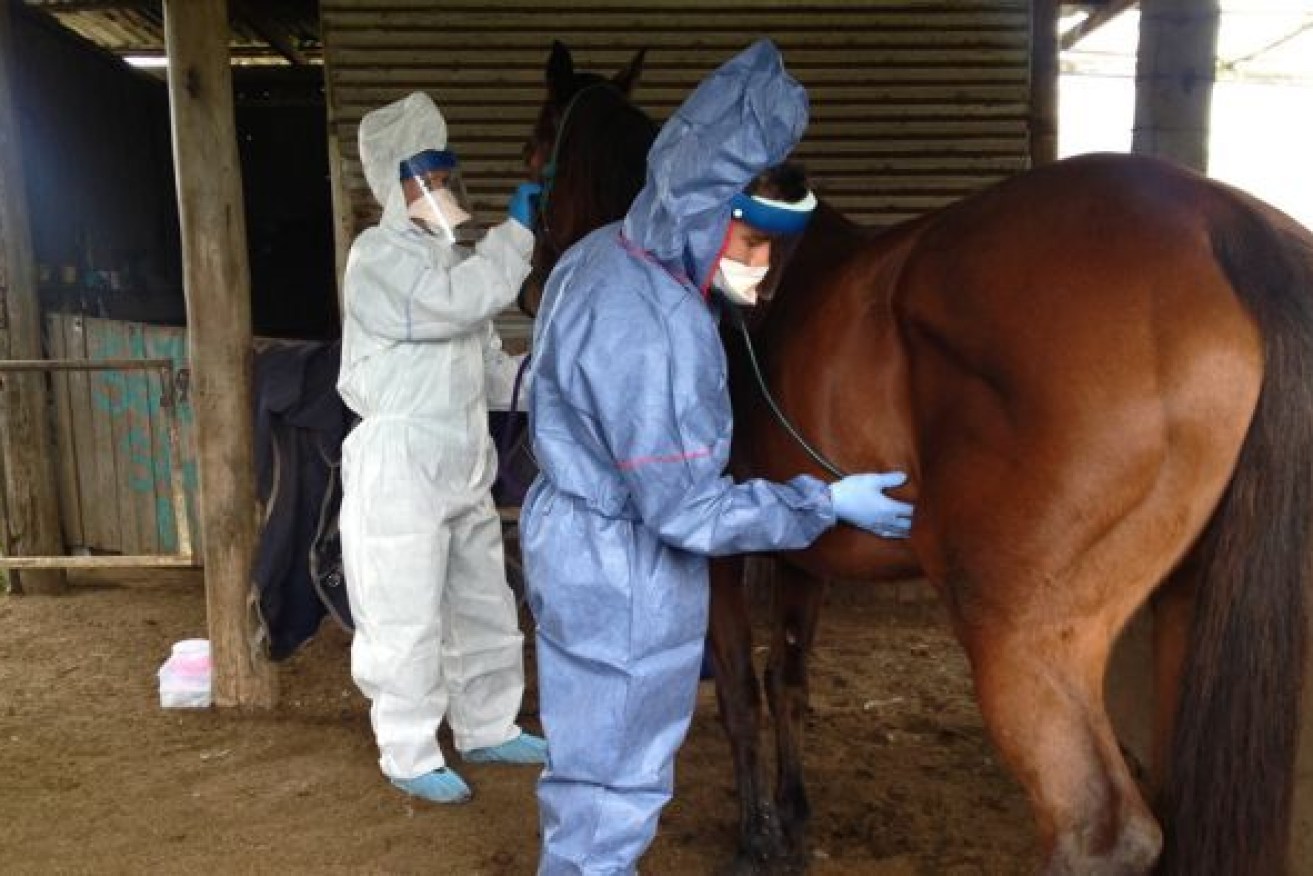 Flashback: Vets examine a suspect horse for the Hendra virus in 2015. <i>Photo: AAP</i>