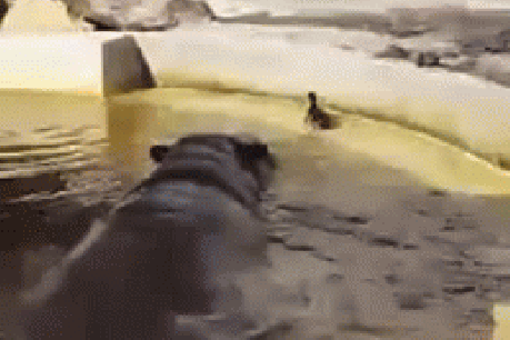 Watch a hippo rescue a baby duckling