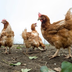 Poultry farms locked down as bird flu alarm rises