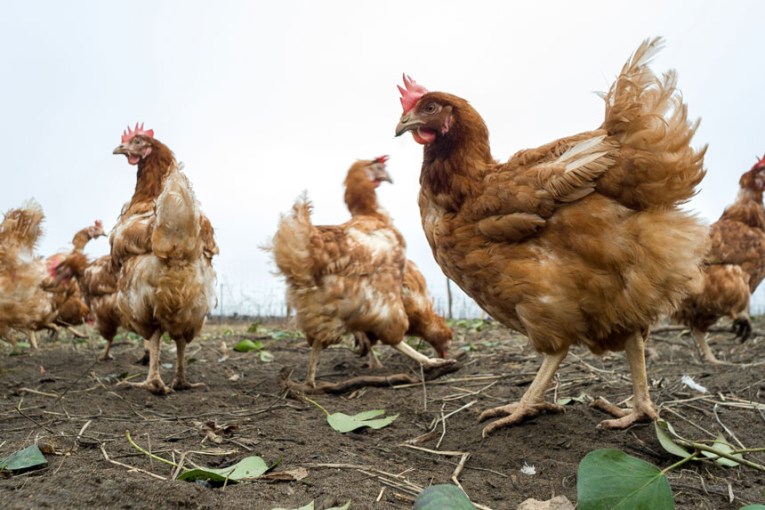 Poultry farms locked down as bird flu alarm rises