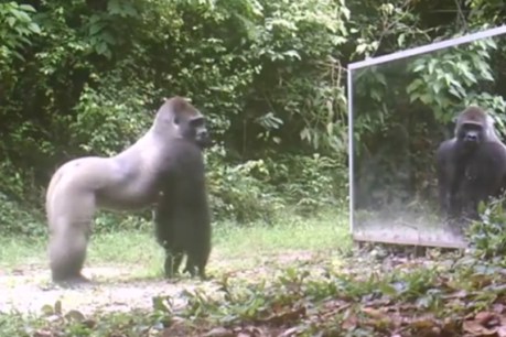 Wild animals see their reflections for the first time