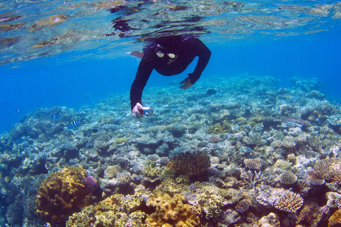 A 60-year-old Englishman has died while diving at the great Barrier Reef.
