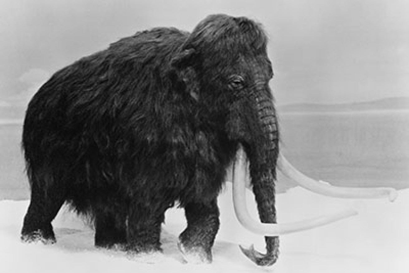 The mammoth waited perhaps 10,000 years beneath the frigid Siberian lake.