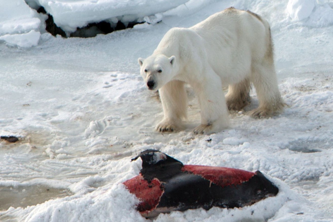 Polar bears are off the hook as a result of the ruling, but seals always have something to worry about.