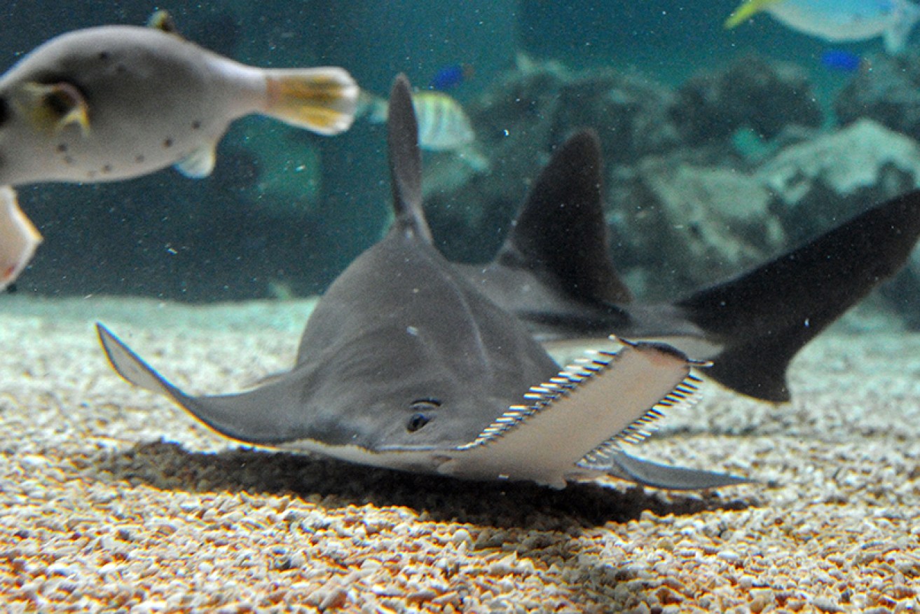 The small sawfish is critically endangered. Source: Getty.