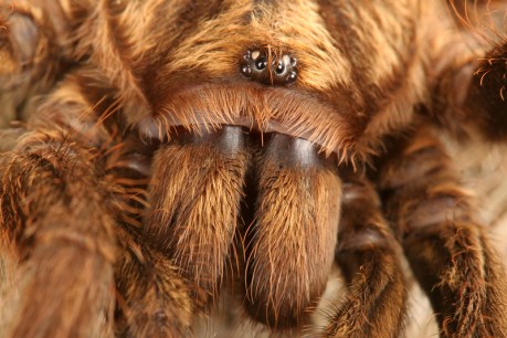 &#8216;Beautiful big&#8217; tarantula discovered in NT