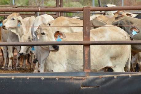 Labor believe tensions are behind cattle cut
