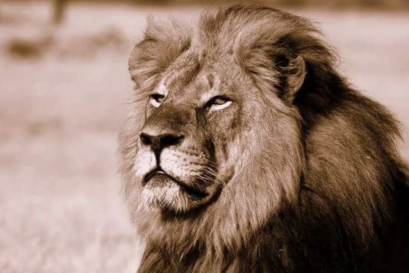Cecil the Lion was shot dead outside a Zimbabwean national park in early July 2015. Photo: African Bush Camps