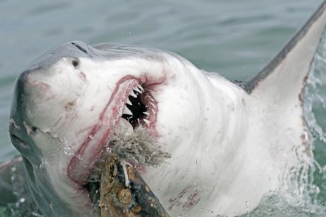 Shark encounter ‘was like being hit by a bus’
