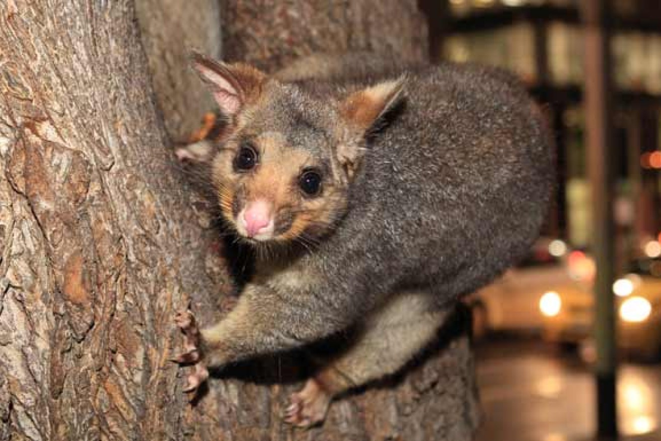 The Australian brushtail possum is an invasive species of concern in New Zealand | Source: AAP