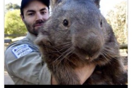 World&#8217;s oldest captive wombat joins Tinder