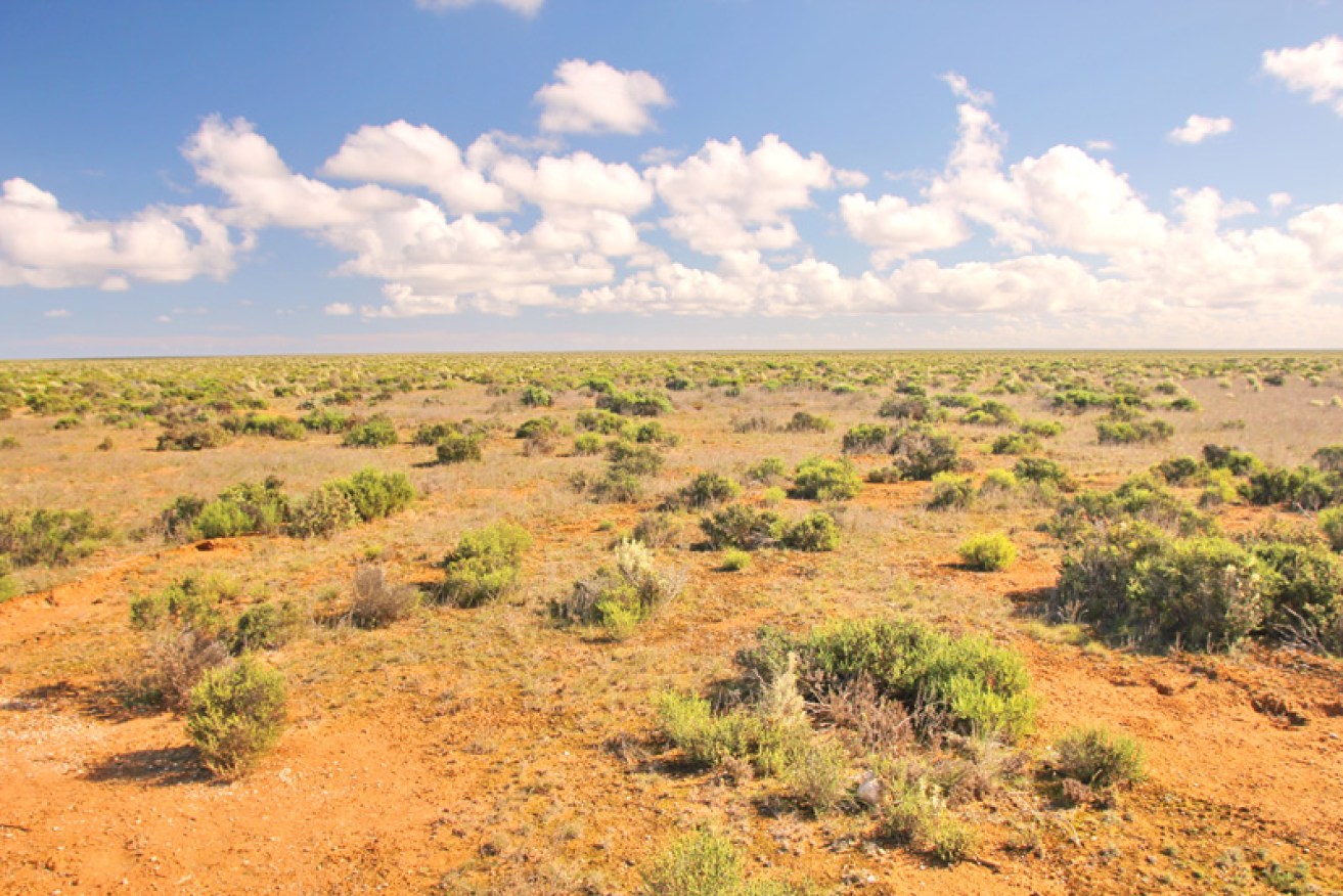 The Australian bush landscape can be repetitive. 