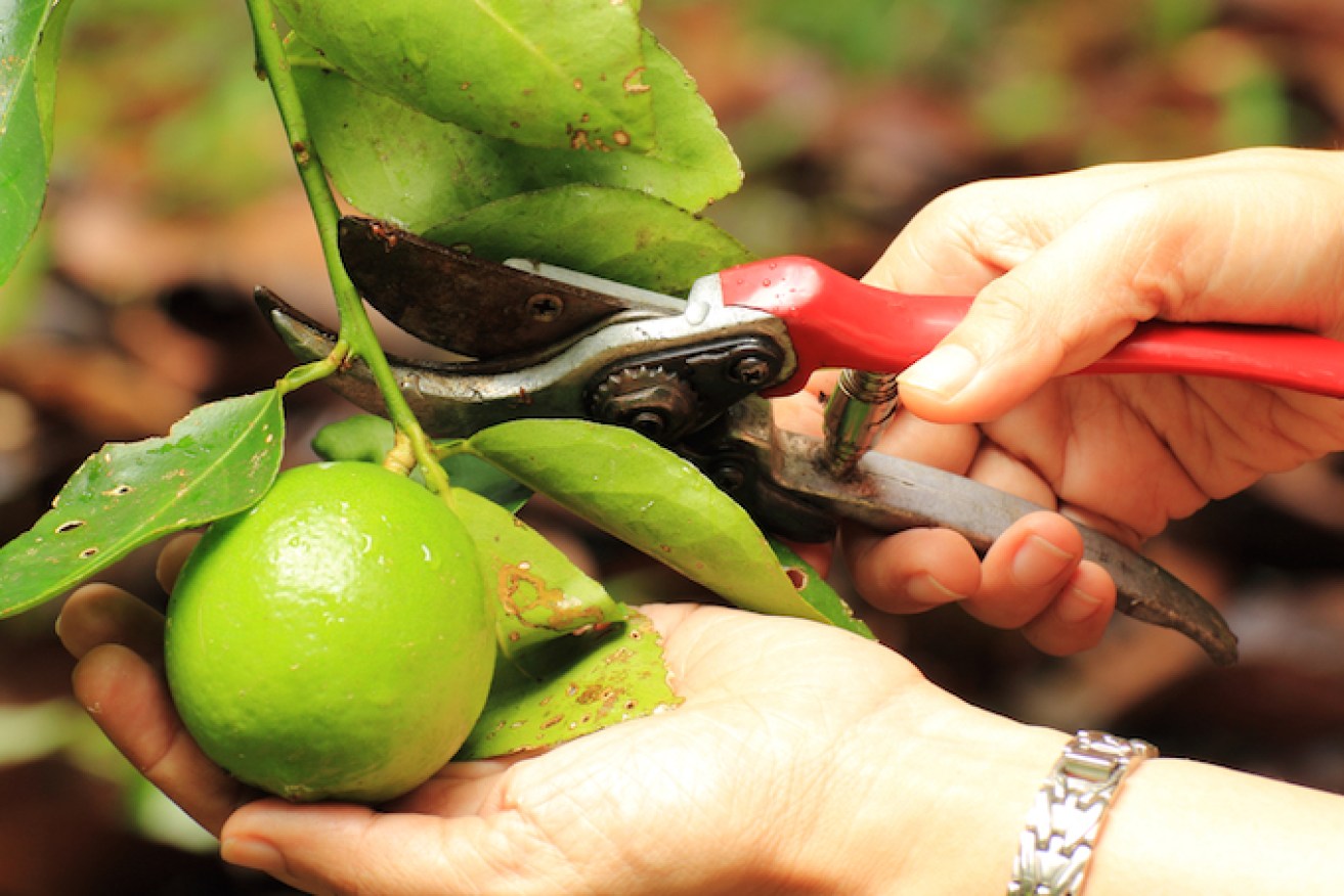 Use scissors to cut the fruit off with a section of branch to avoid 
