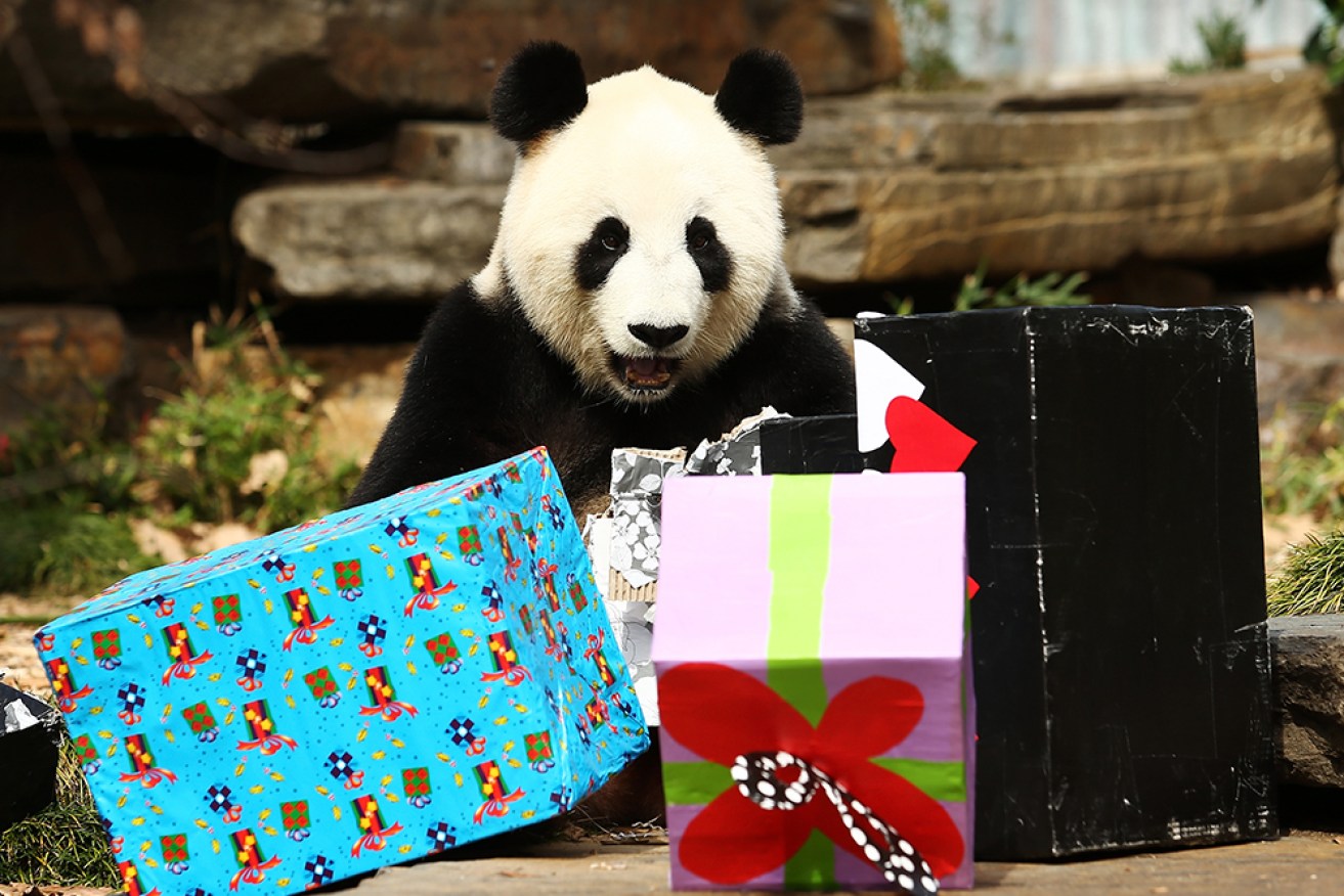 Money or the box? Adelaide Zoo's giant panda Fu Ni.